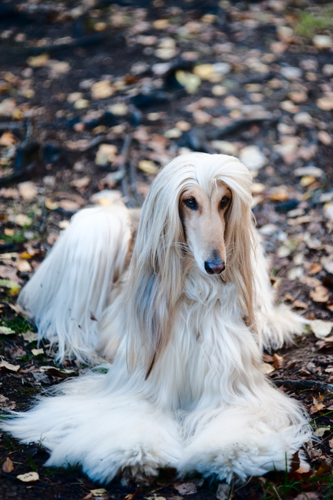 Afghan Hound Breed and Rescue Info - Rescue Pledge