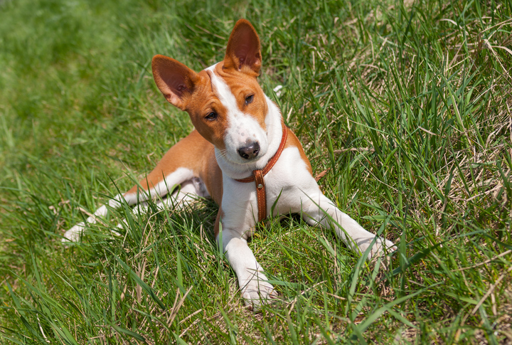 basenji rescue