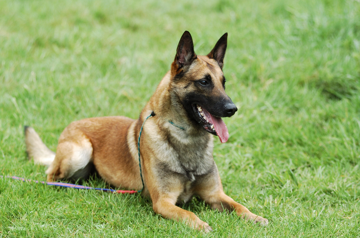 belgian shepherd for adoption