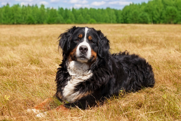 berner rescue