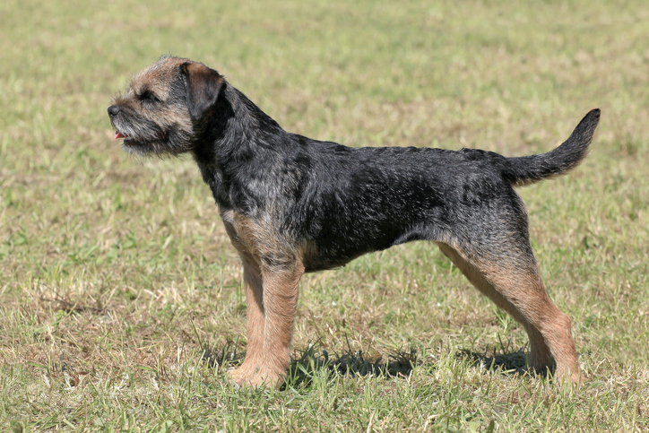 are border terriers good dogs