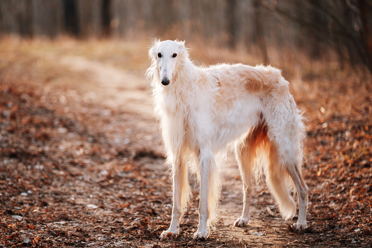 borzoi puppies for adoption