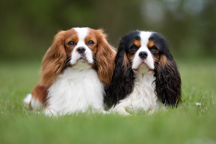 cavalier king charles spaniel puppies for adoption near me