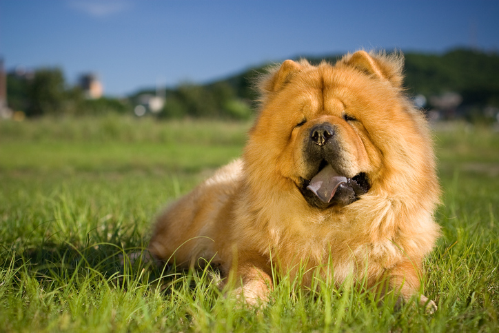 chow chow puppies for rehoming