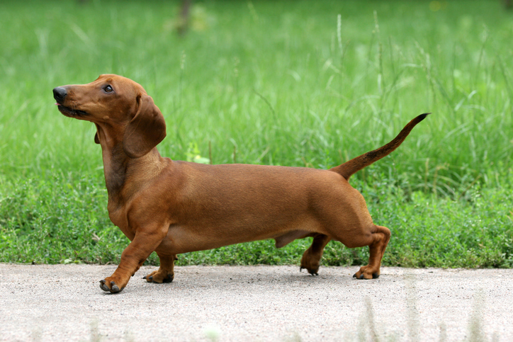 Dachshunds!