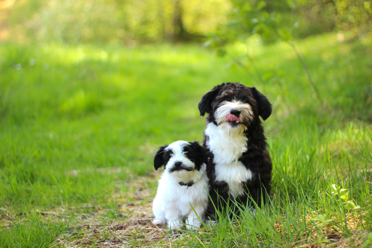 havanese puppies rescue