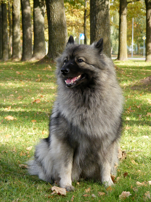 keeshond kids