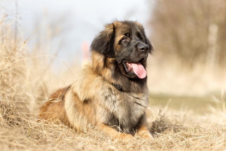 leonberger agility