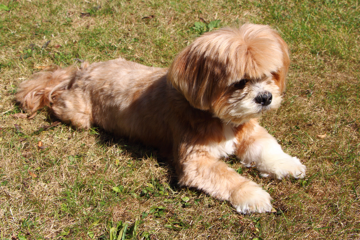 Lhasa Apso Breed and Rescue Information - Rescue Pledge