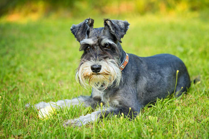 schnauzer rescue near me