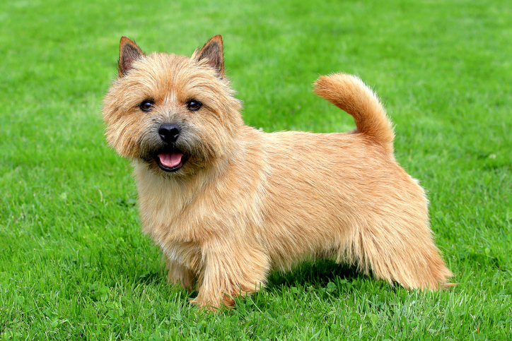 norfolk terrier rescue near me