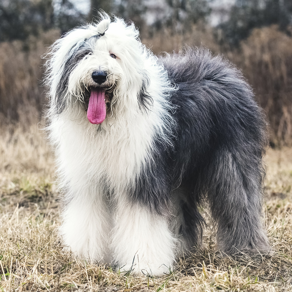 old english sheepdog shedding