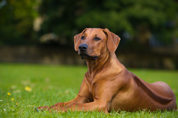 rescue rhodesian ridgeback