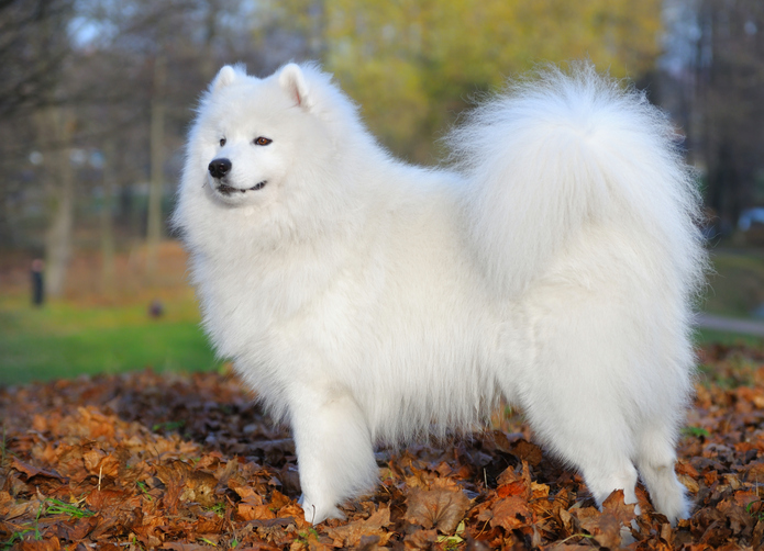 samoyed rescue