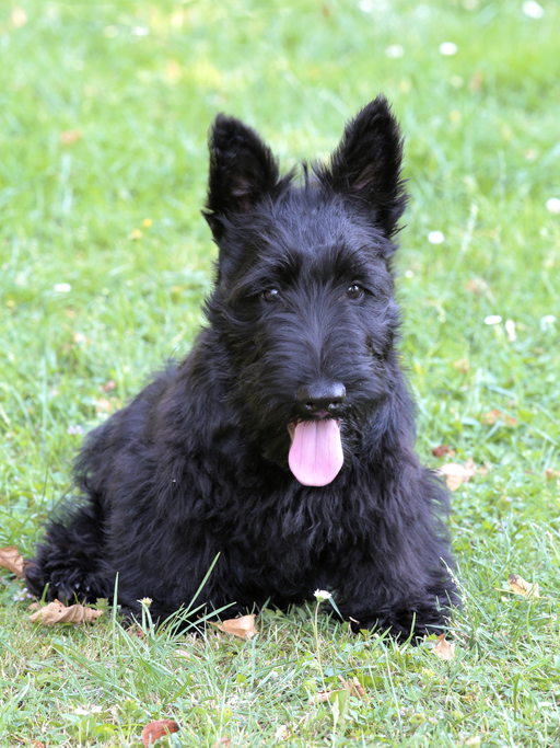 are scottish terriers the breed for you