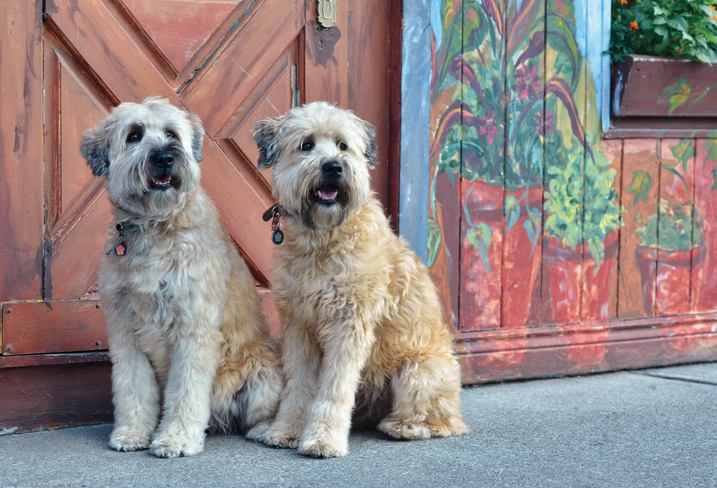 Soft Coated Wheaten Terrier Dogs