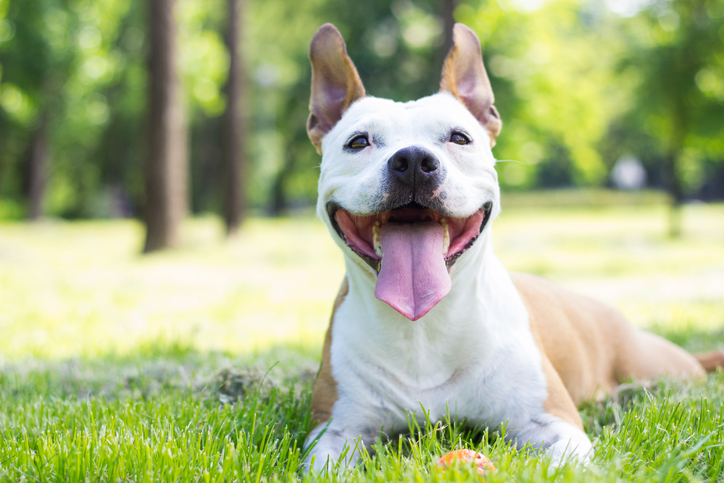 staffordshire bull terrier puppy rescue