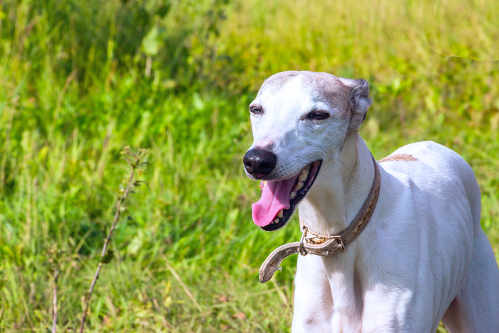 whippet adoption near me