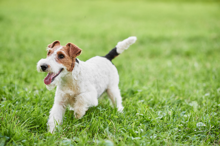 what does a wire fox terrier look like